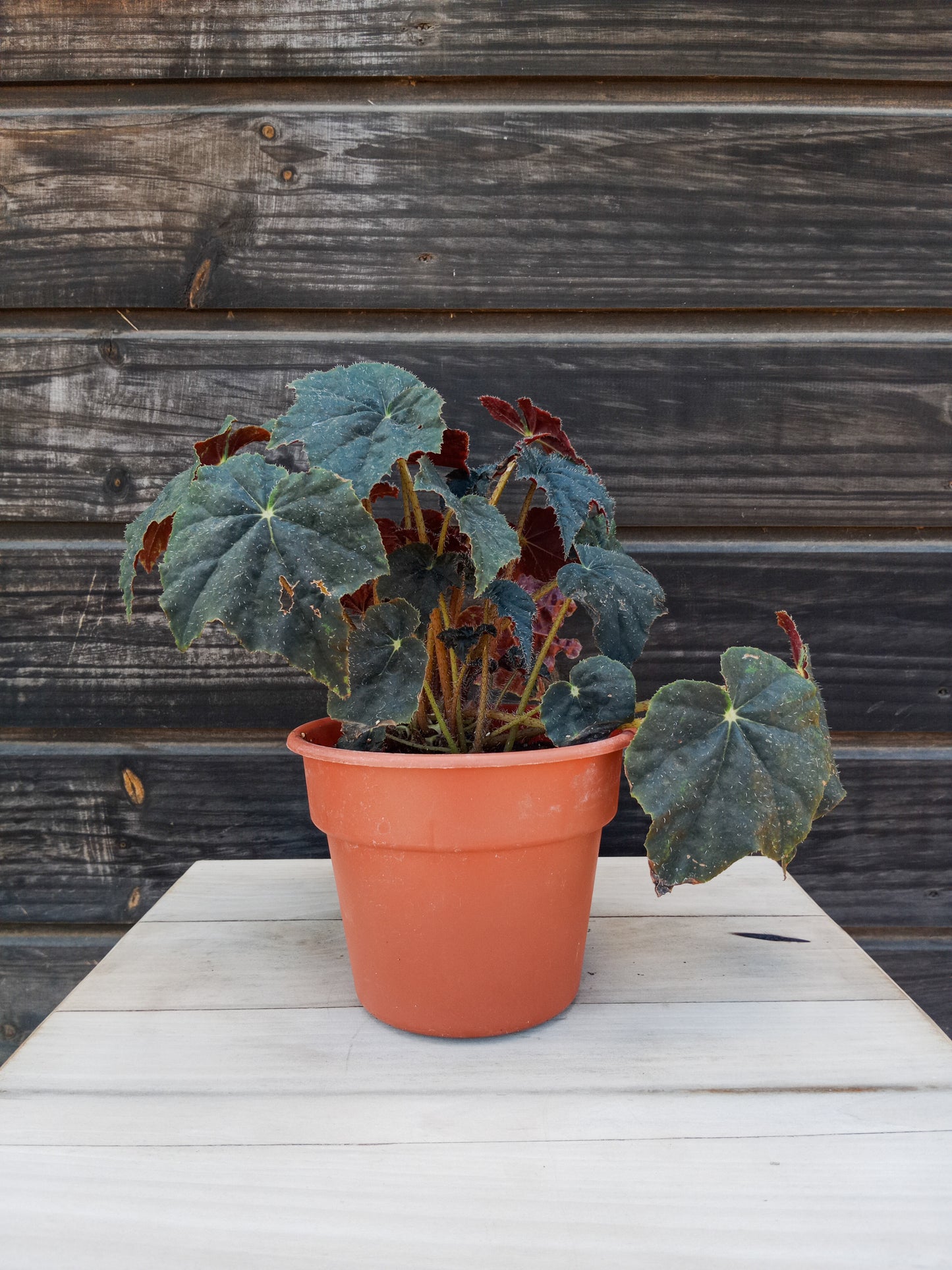 Begonia Heracleifolia Black