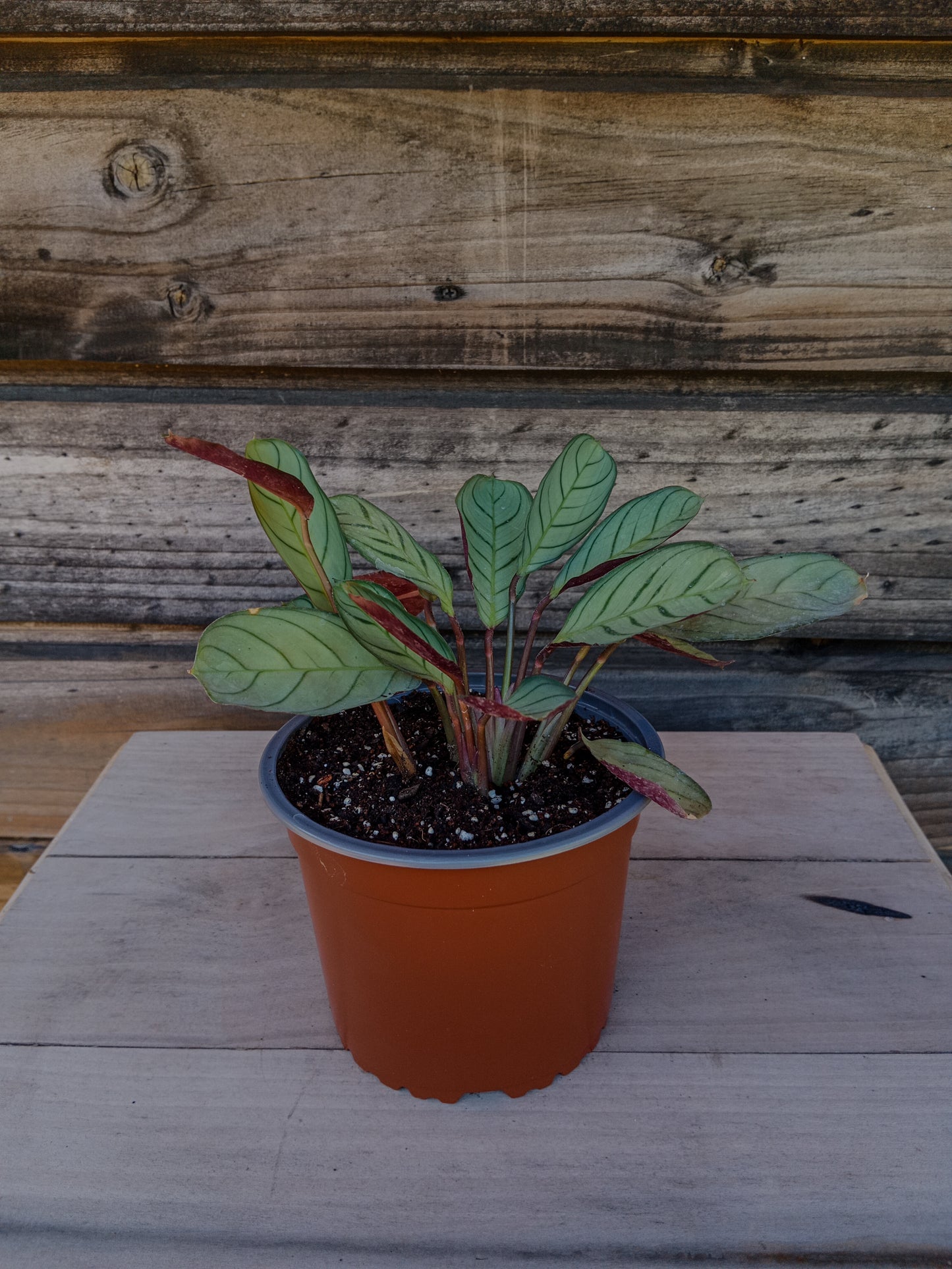 Calathea Amagris