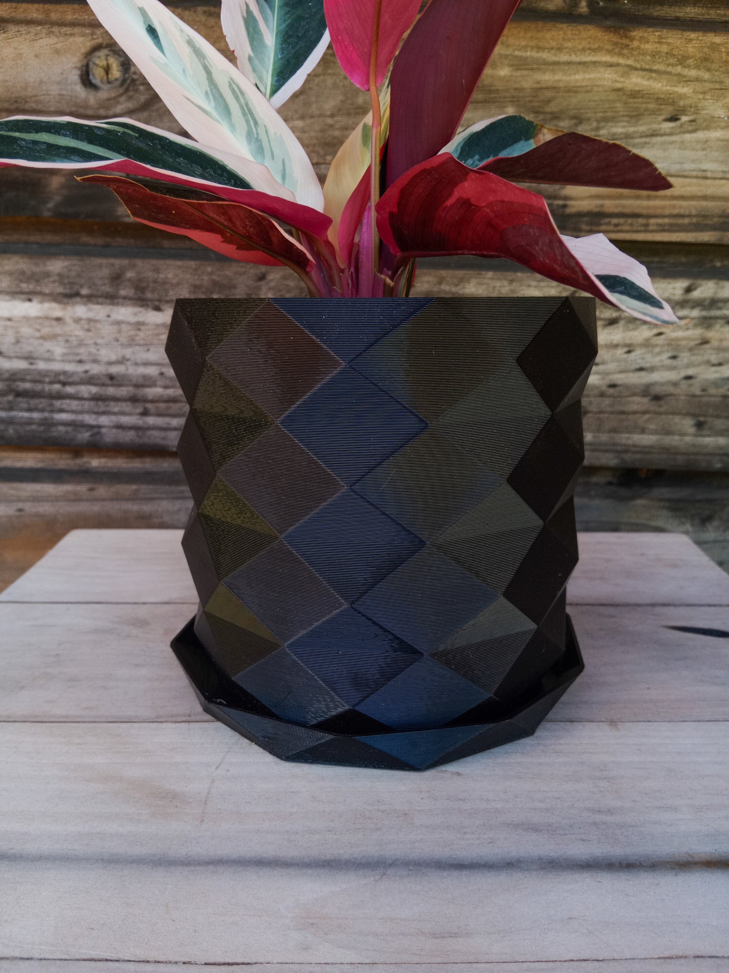Calathea Triostar
