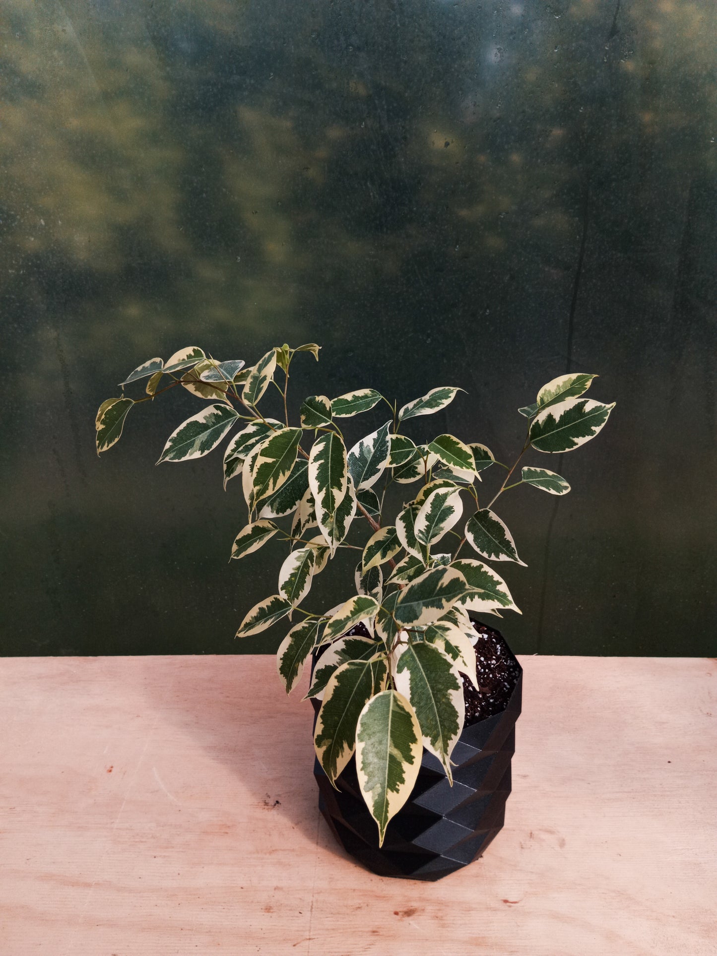 Ficus Variegado en Macetero La Perla del Maule Negro