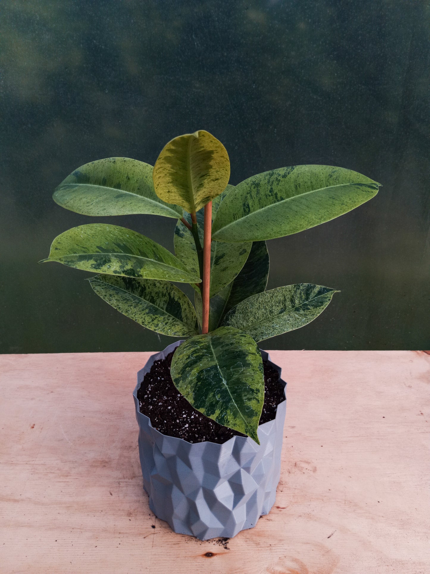 Gomero Variegado en Macetero Valle de los Condores Plateado