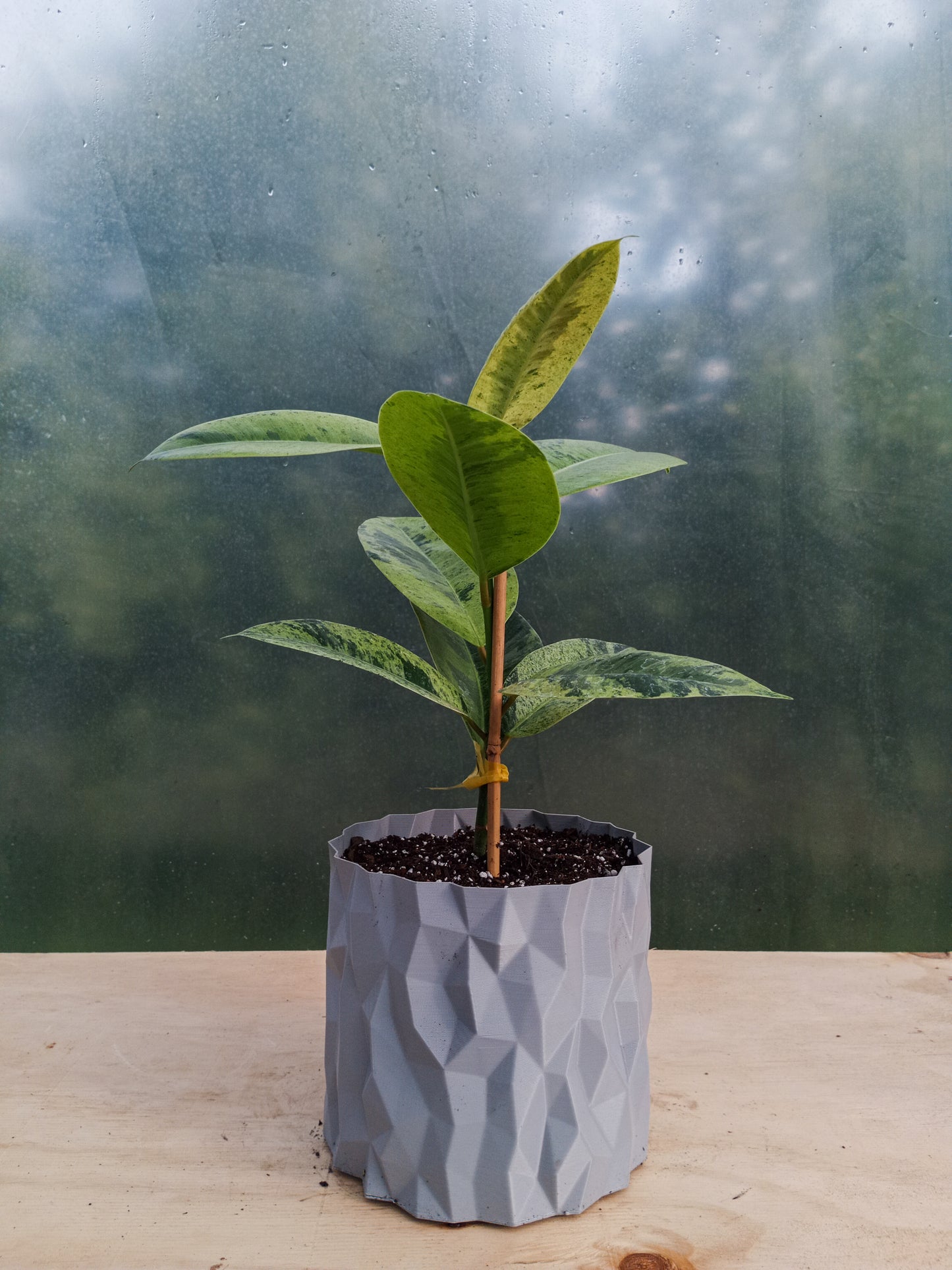 Gomero Variegado en Macetero Valle de los Condores Plateado