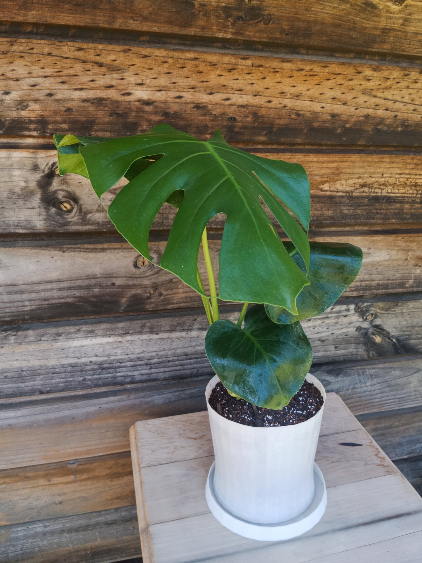 Monstera Deliciosa