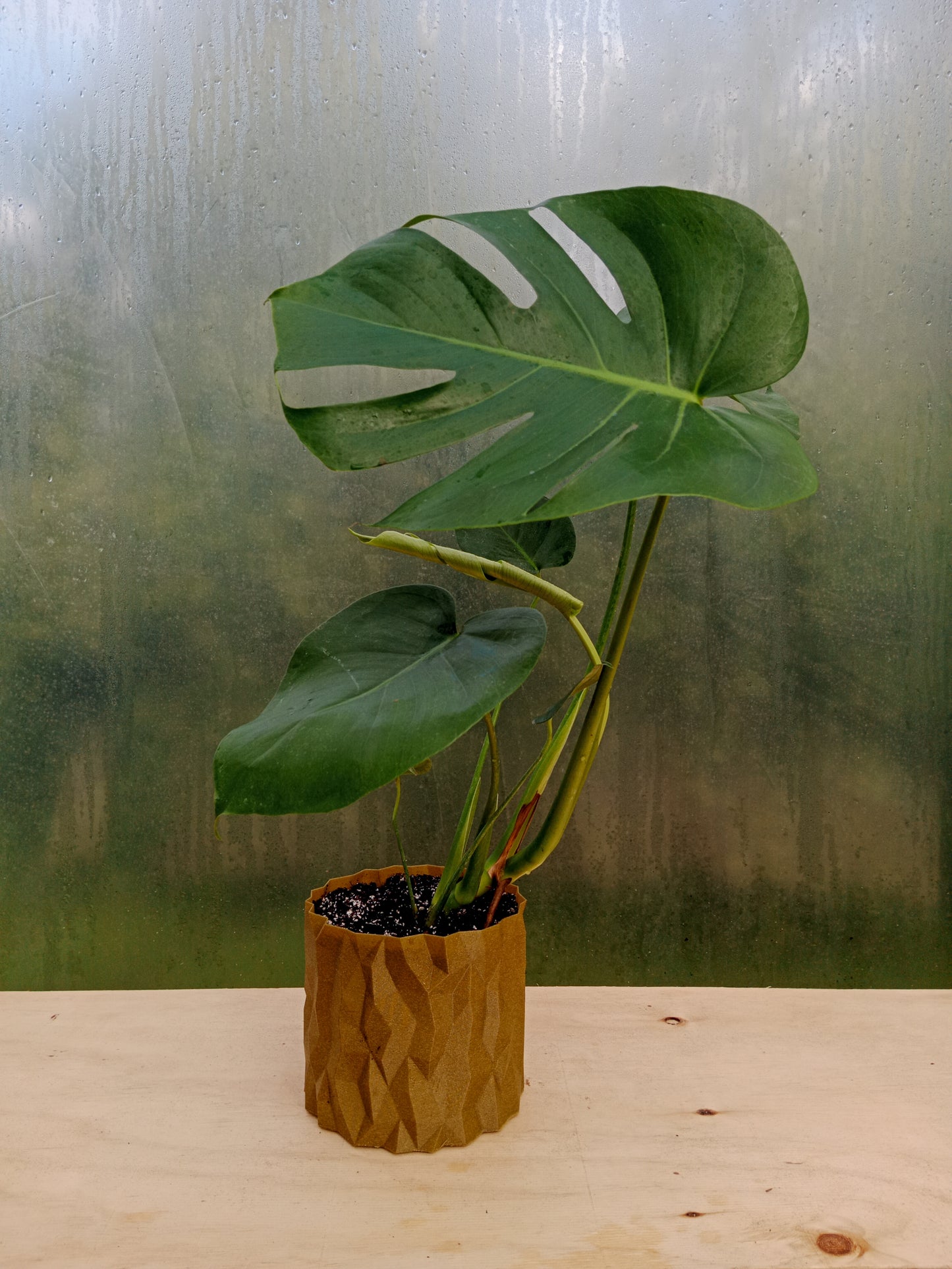 Monstera Deliciosa en Macetero Valle de los Condores Dorado