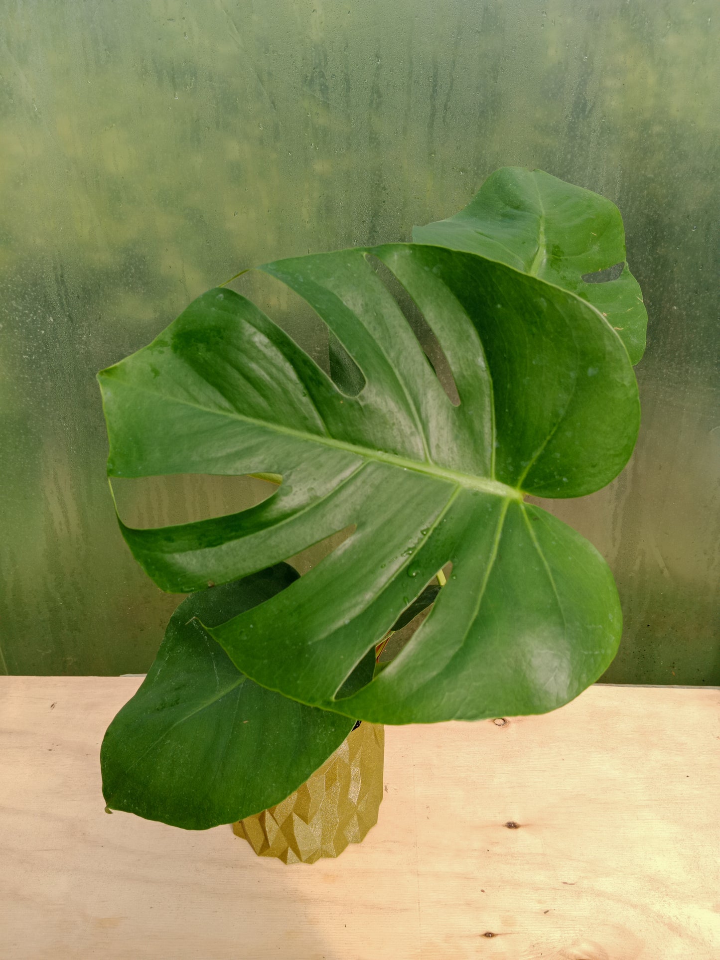 Monstera Deliciosa en Macetero Valle de los Condores Dorado