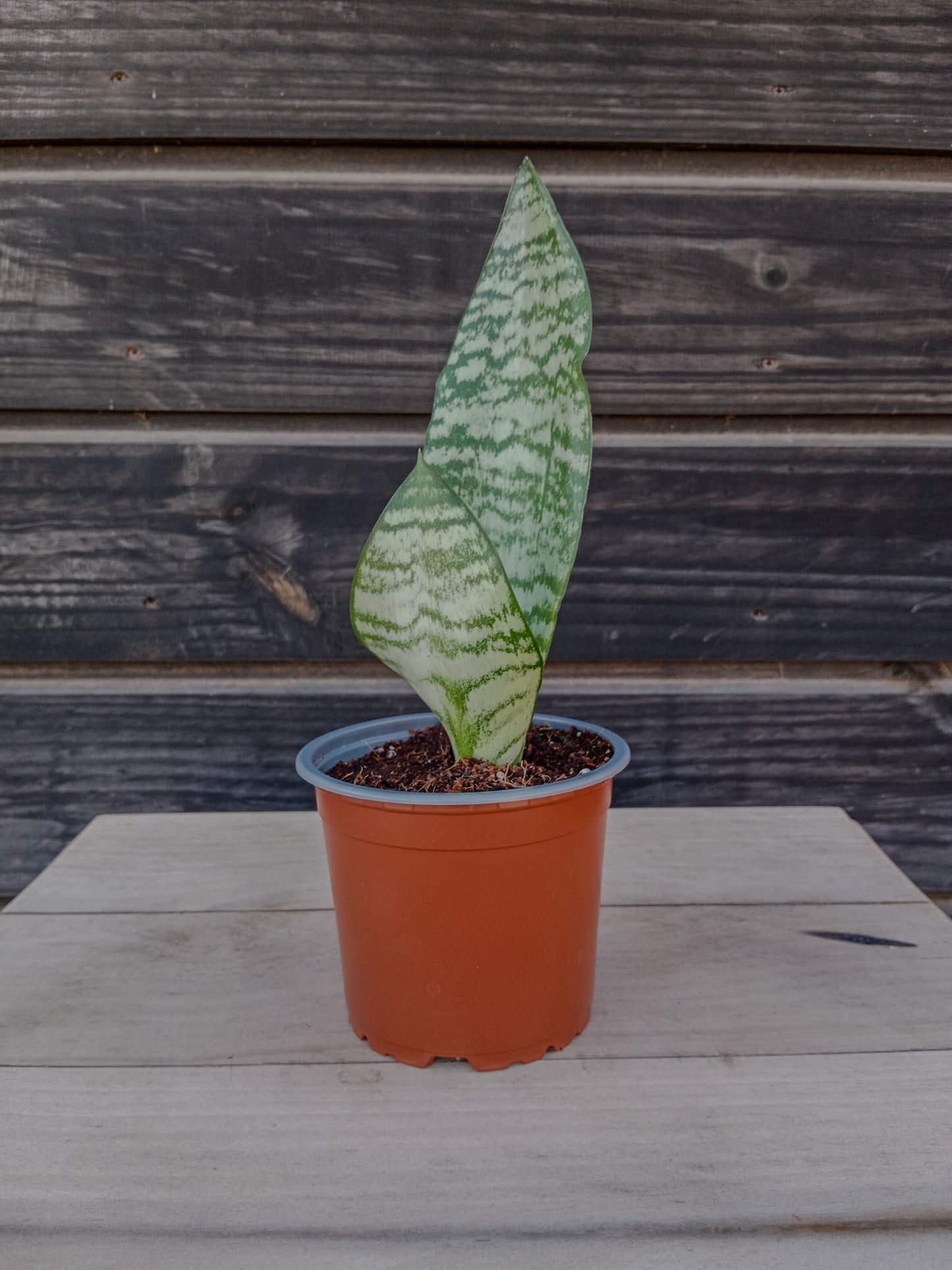 Sansevieria Robusta