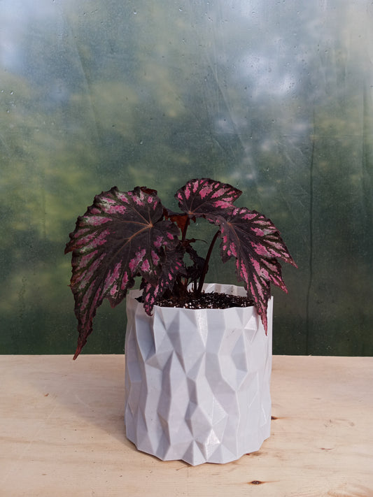 Begonia Rex en Macetero Valle de los Condores Plateado