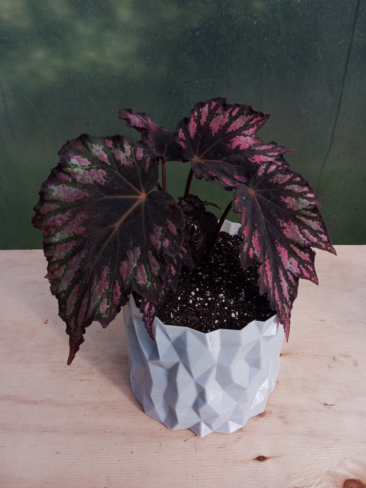 Begonia Rex en Macetero Valle de los Condores Plateado