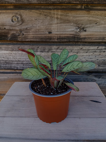 Calathea Amagris