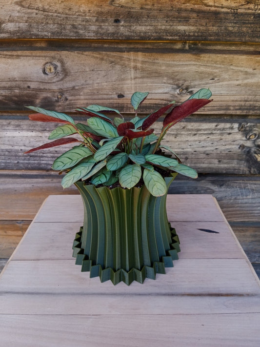 Calathea Amagris