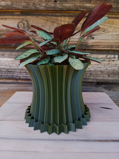 Calathea Amagris