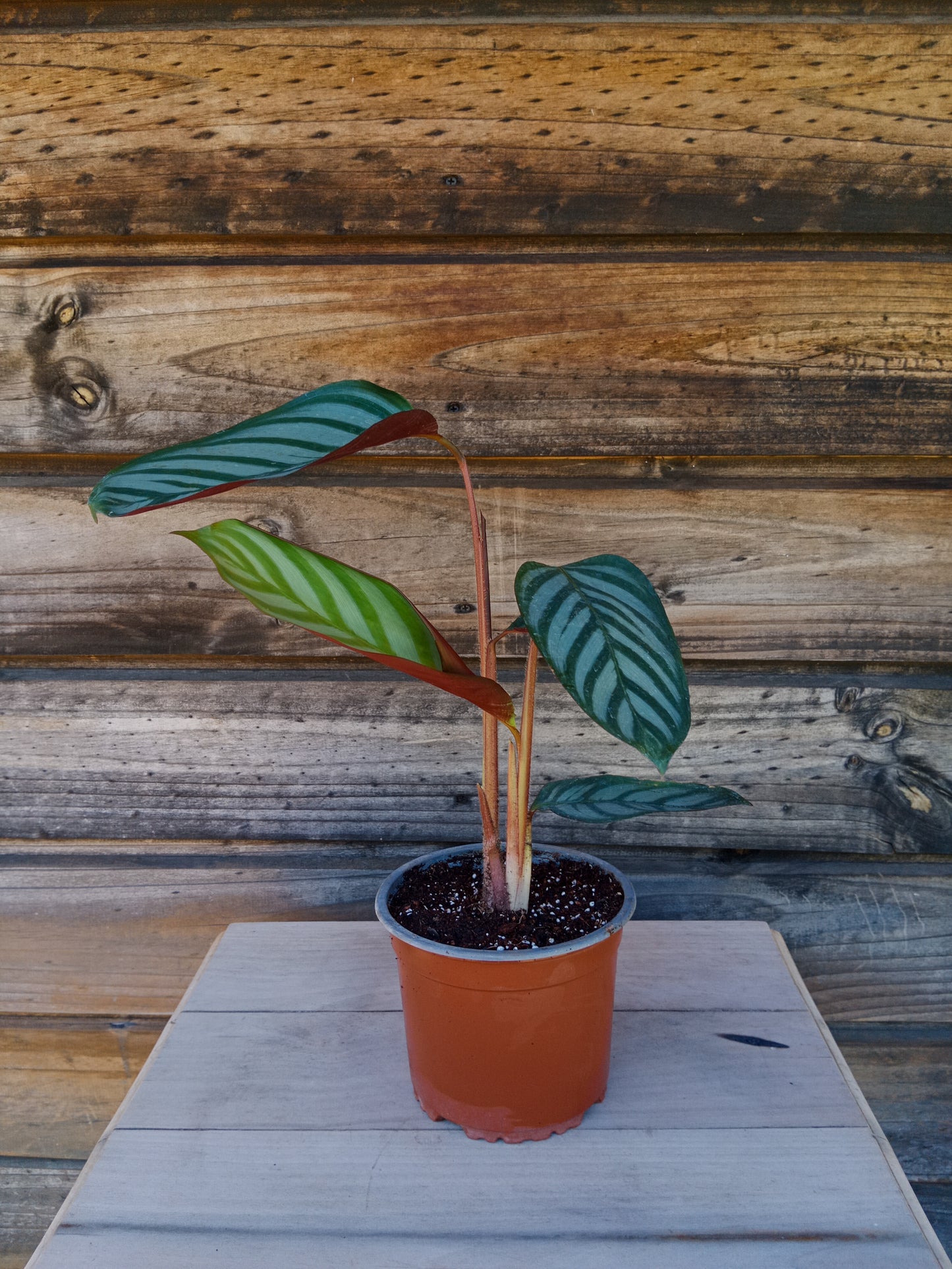 Calathea Setosa