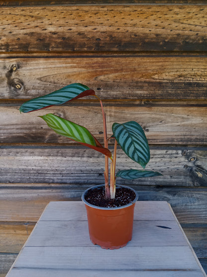 Calathea Setosa