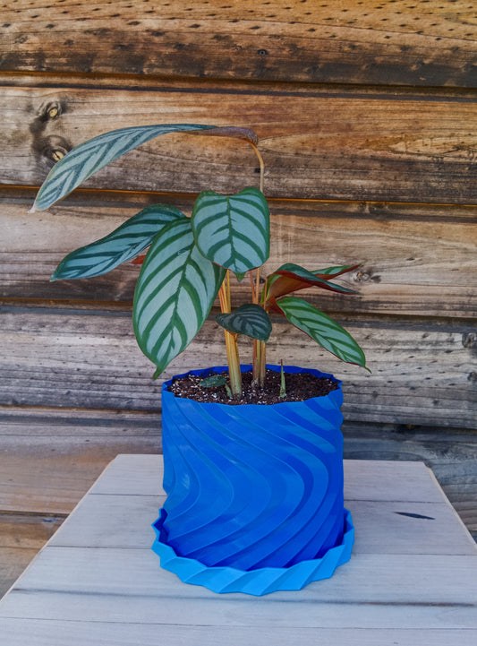 Calathea Setosa