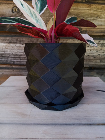 Calathea Triostar