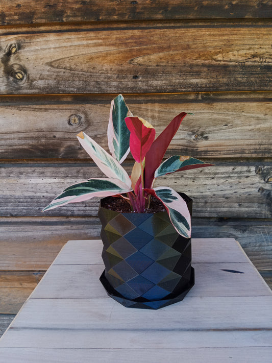 Calathea Triostar