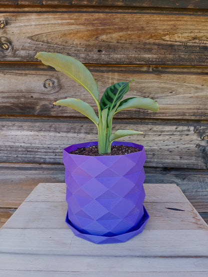 Calathea Zebrina