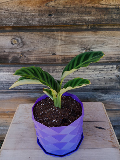 Calathea Zebrina