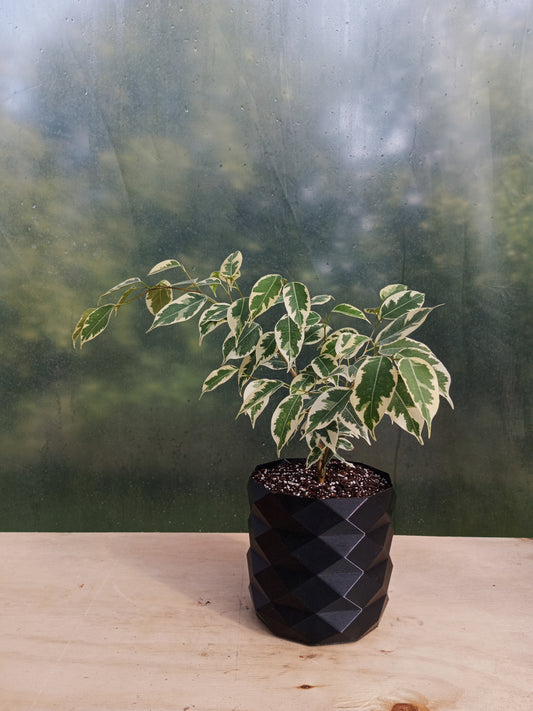 Ficus Variegado en Macetero La Perla del Maule Negro
