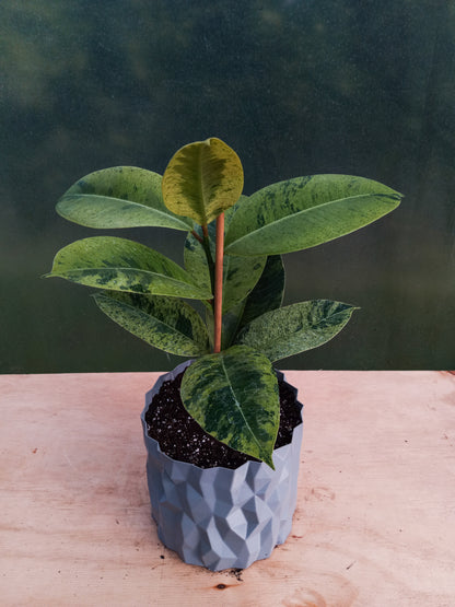 Gomero Variegado en Macetero Valle de los Condores Plateado