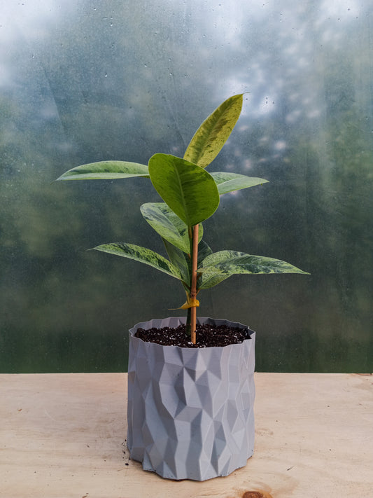 Gomero Variegado en Macetero Valle de los Condores Plateado