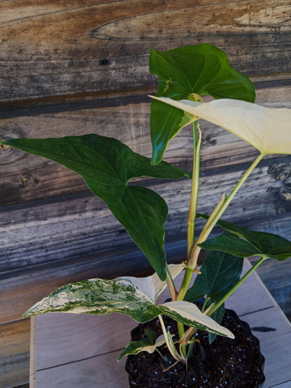Singonio Variegado