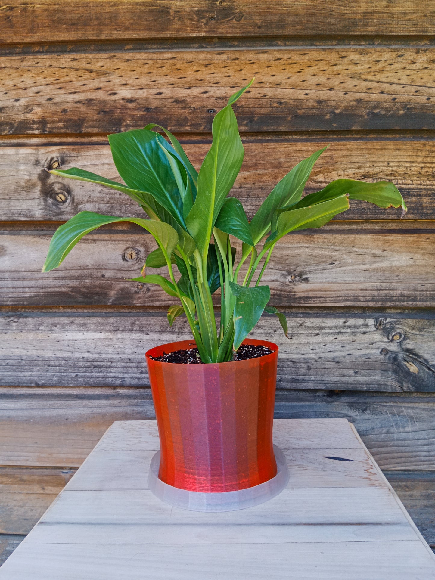 Spathiphyllum o Cuna de Moisés