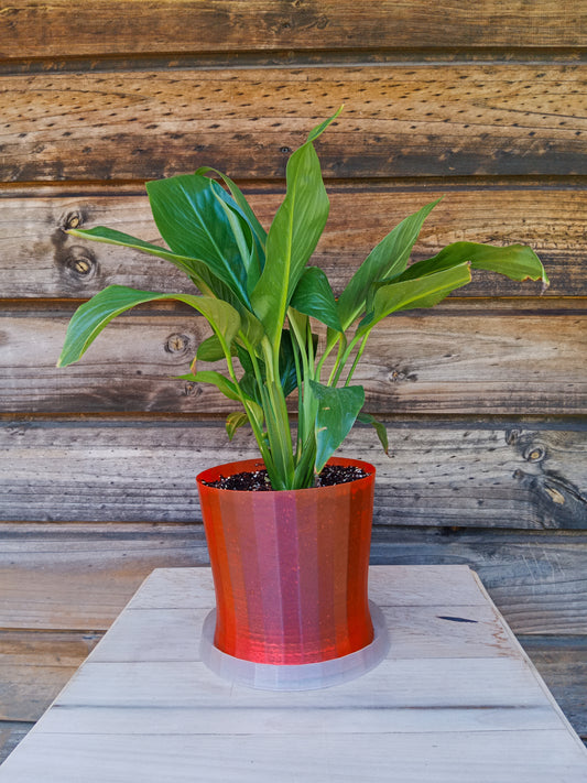 Spathiphyllum o Cuna de Moisés