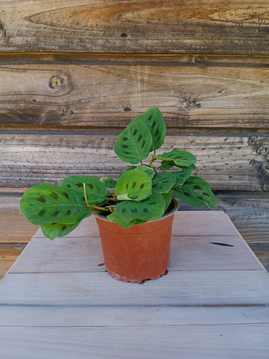 Maranta Leuconeura Kerchoveana o Planta Sapito