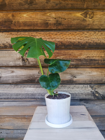 Monstera Deliciosa