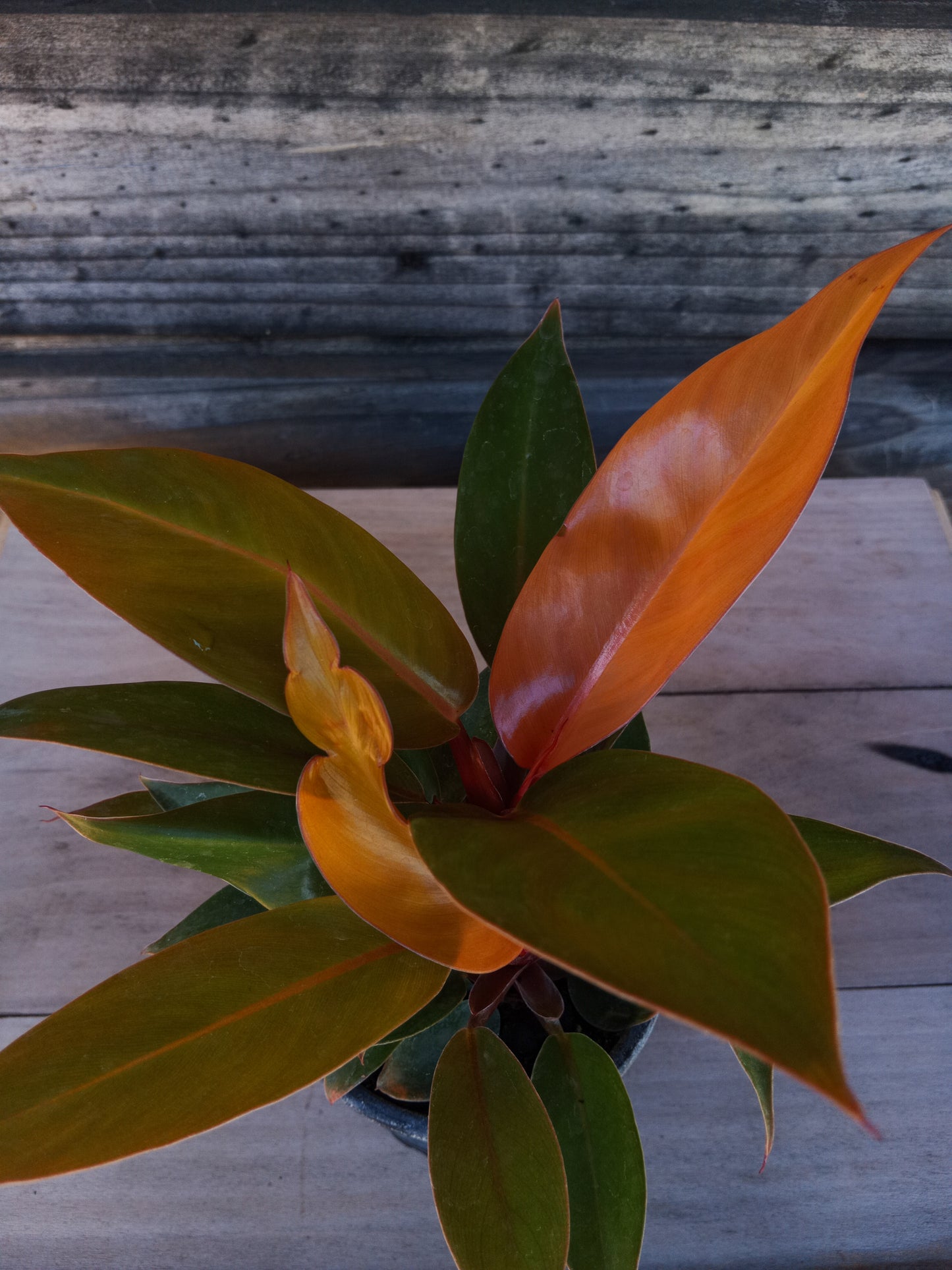 Philodendron Prince Orange