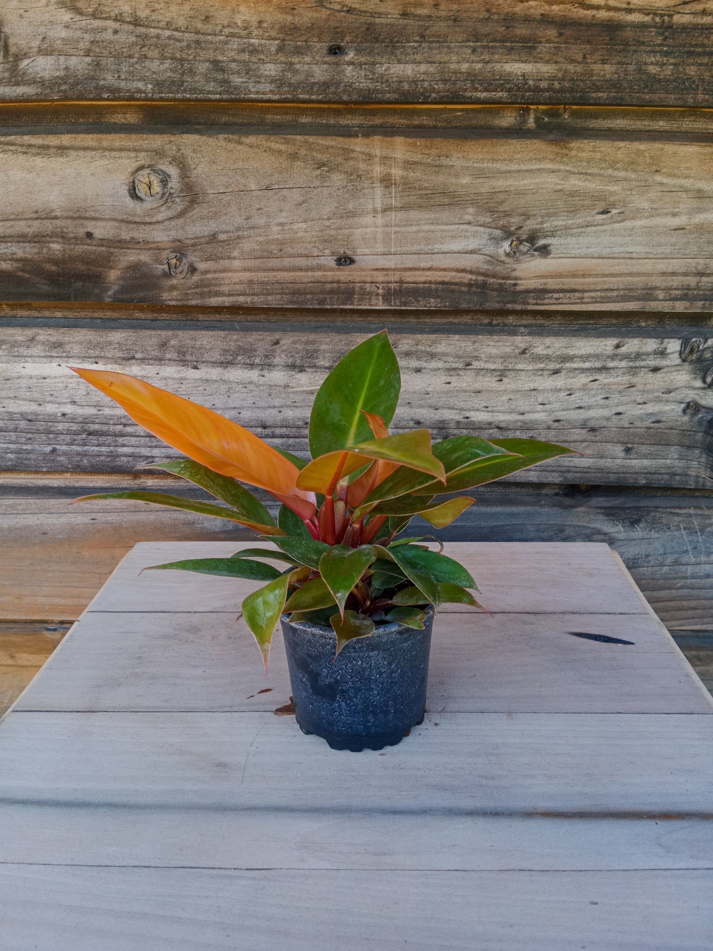 Philodendron Prince Orange