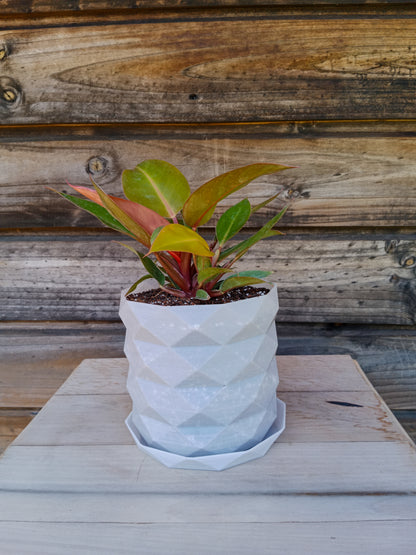 Philodendron Prince Orange
