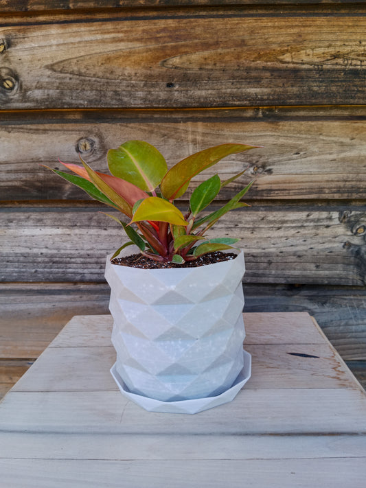 Philodendron Prince Orange