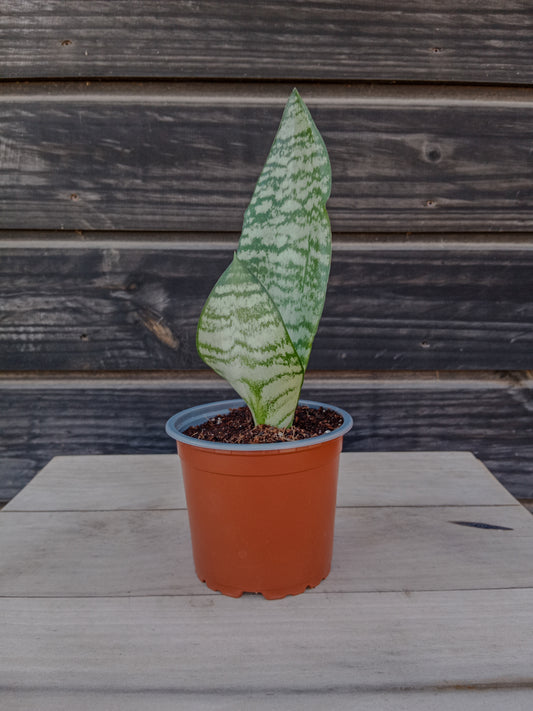 Sansevieria Robusta