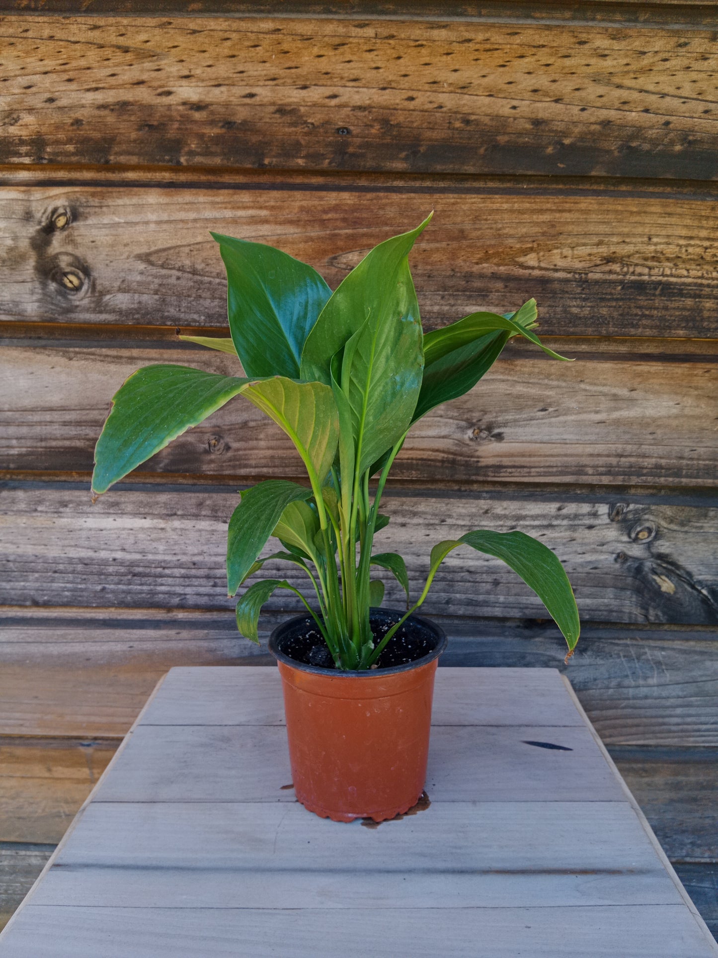 Spathiphyllum o Cuna de Moisés