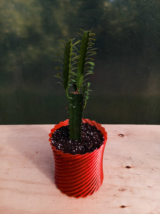 Cactus Euphorbia en Macetero Rauco Rojo Transparente