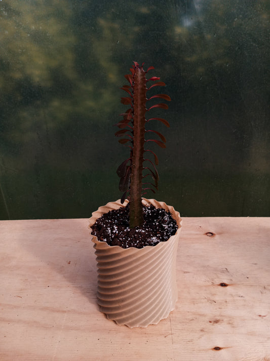Cactus Euphorbia en Macetero Rauco Cafe Claro