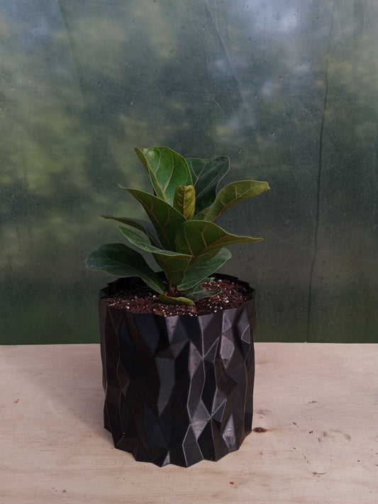 Ficus Lyrata en Macetero Valle de los Condores Negro